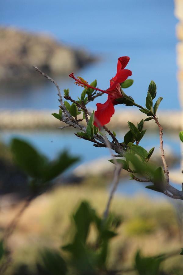 Cozy Guesthouse - Agios Romanos Esterno foto